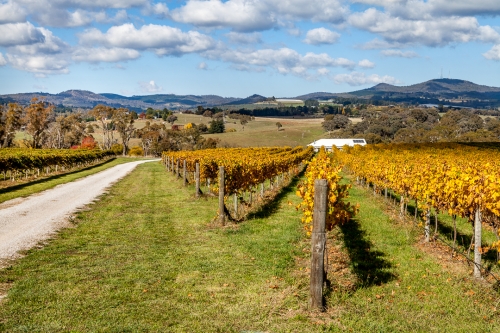 Autumn Vines
